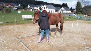 Showmanship amp Trail in Hand Üben fürs Turnier nach Winterpause  Westernreiten  12oaksTV [upl. by Westhead]