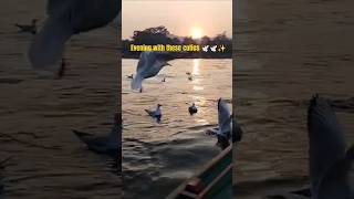 Evening with these cuties 🕊️🕊️ bollywood song tseries music love evening shortvideo [upl. by Andri140]