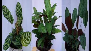 CARE GUIDE FOR CALATHEA RUFIBARBA CTENANTHE BURLE MARXII AND CALATHEA MAKOYANA [upl. by Baptlsta453]