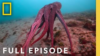 Shapeshifters Octopus Superpowers Full Episode  Secrets of the Octopus [upl. by Einahpts]