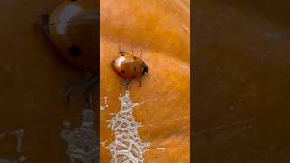 Eating aphids off a pumpkin [upl. by Philippe]