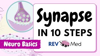 Synaptic Transmission The Synapse 10 easy steps  Neuro [upl. by Nnylatsirk4]