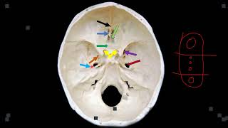 CRANIAL CAVITY AND SKULL FORAMINA [upl. by Notsob76]