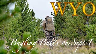 WITHIN THE HERD  Archery Elk Hunting Wyoming [upl. by Ahsetra]