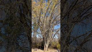 Silver Maple  November 3 2024 [upl. by Asiak]