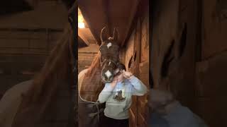 Barn vlog  saddlebred saddleseat equestrian fypシ [upl. by Jere]