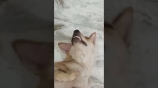 Khuch jayda hi pee li jo hoss nahi hai dogshorts doglover streetdogsofindia funny dogs🐕❤️😂 [upl. by Jermyn]