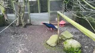 Swinhoe Pheasant Male Mating Dance pheasantsquailschickens pheasants [upl. by Sanford]