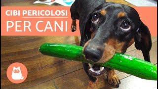 10 cibi proibiti ai cani  Cibi pericolosi per cani [upl. by Isewk485]