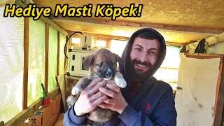 Masti Cinsi Hediye Yavru Köpek GeldiYeni KöpeğimTekirdağcivcivköpektavuk [upl. by Aidyl]