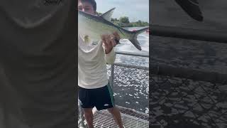 Micro at the spillway tarponfishing fishing florida shortvideo subscribe shorts short [upl. by Roede]