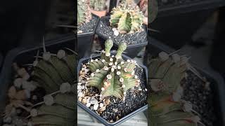 gymnocalyciumvariegata gymnocalycium cactusmania cactuslover cactus [upl. by Huntlee]