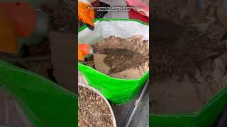 Grow bag kaise bharen gardening youtubeshorts [upl. by Marvin]