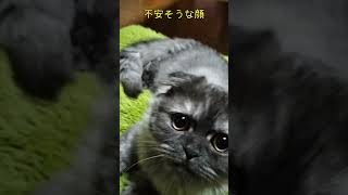 借りてきた猫になった理由shorts猫 猫のいる暮らし [upl. by Nickelsen]