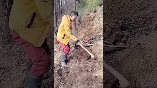 Gastrodia elata digging process [upl. by Malek]