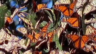 Locations to see Monarch butterflies in California [upl. by Enilasor]