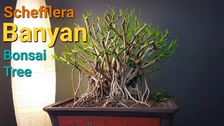 Lets Work on my Banyan Schefflera arboricola bonsai tree bonsai schefflera [upl. by Skylar348]