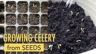 Try Growing Celery from Seeds [upl. by Roede168]