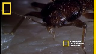 Bed Bugs  National Geographic [upl. by Savihc789]