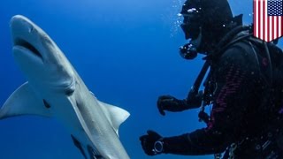 Shark begs for help incredible footage shows shark with hook in its body nudge divers  TomoNews [upl. by Aniuqal]