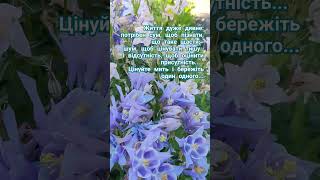 aquilegia shortvideo beautifulgarden криничанськасадиба ukraine piano [upl. by Burny]