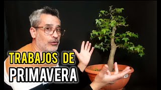 ⚠ COMO HACER UN BONSAI ACER BUERGERIANUM ⚠ TRABAJDPRIMAVERA PINZADO [upl. by Leandre127]