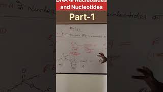 varl shortsDNA के Nucleosides और Nucleotides NCERT Biology Our study room Udayrajsir17 [upl. by Sennahoj]