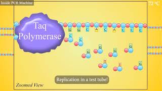 PCR Polymerase Chain Reaction Animation [upl. by Firestone]