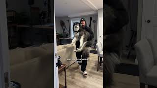 My husky is not happy with me ￼Husky DogVideos FunnyDogs [upl. by Adnoloy742]