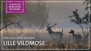 European Rewilding Network  Rewilding Intro  Lille Vildmose [upl. by Thackeray]