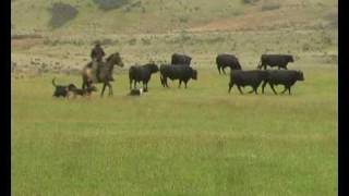 Working Sheepdogs in New Zealand [upl. by Ahsinnod282]