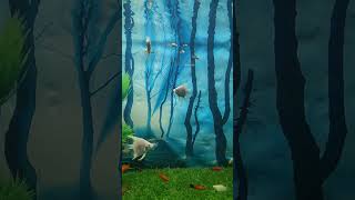 angelfish tank [upl. by Halihs521]