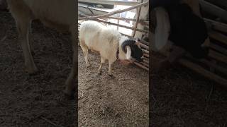 7660077652  rampuri mende in Hyderabad at Yaseen goat farm  probia sheep available in Hyd [upl. by Cooper566]