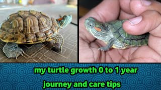 my turtle journey 0 1 year old growth  red eared slider turtle update and care [upl. by Sande78]