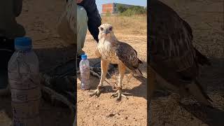 Hawk Eagle Attack Birds 🎯 Dangerous Bird [upl. by Ryun12]