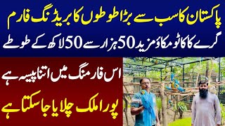 Biggest Parrot breeding Farm In Pakistan with unbelievable business [upl. by Oakes]