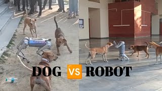 Dog Fighting with Robot 🐶  Dog Vs Robot In IIT Kanpur  puppies robotics techkriti [upl. by Anilasor]