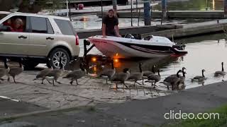 Bayfront park geese [upl. by Eulalia]