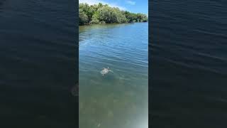 Baby sea turtle on the flats [upl. by Piegari622]