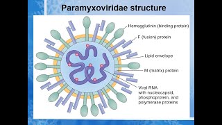 paramyxovirus A to Z Lecturevirus paramyxo [upl. by Rust801]