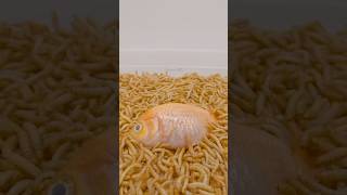 Goldfish are food for 10000 worms mealworms worms asmr timelapse goldfish asmrsounds [upl. by Dorinda711]