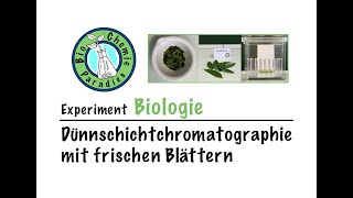 Experiment Biologie – Dünnschichtchromatographie I [upl. by Meekar]