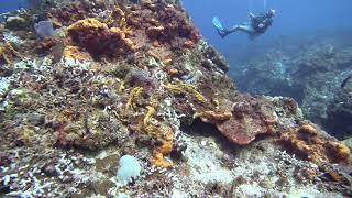 12 Cruising the Coral Heads Santa Rosa Wall Cozumel [upl. by Fawna262]