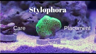 Stylophora SPS  Description Care and Placement [upl. by Arahsal]