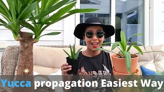 Yucca plant propagation  The easiest way  How to propagate yucca plant  Repotting a young Yucca [upl. by Sheila412]