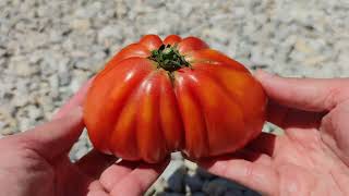 Ochsenherz Paradeiser Solanum lycopersicum Tomate [upl. by Leinadnhoj]