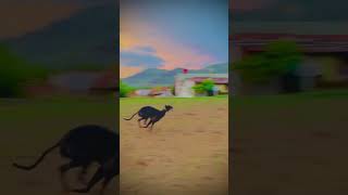 dog race  Mataka  dog race greyhound trending youtubeshorts [upl. by Eelam]