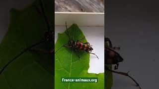 ♂️Leptura aurulenta Fabricius 1792 Cerambycidae Lepture couleur dor longicorne lepture dorée [upl. by Matthew]