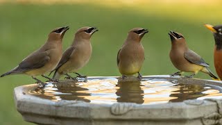 Cedar Waxwing birdbath [upl. by Ayaet]