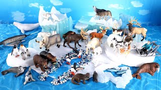 Arctic Set with Polar Tundra and Antarctica Animals  Learn Animal Names For Kids Video [upl. by Qerat]